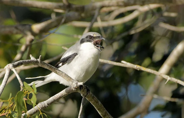 Loggerhead Shrike Zuid Florida — Stockfoto