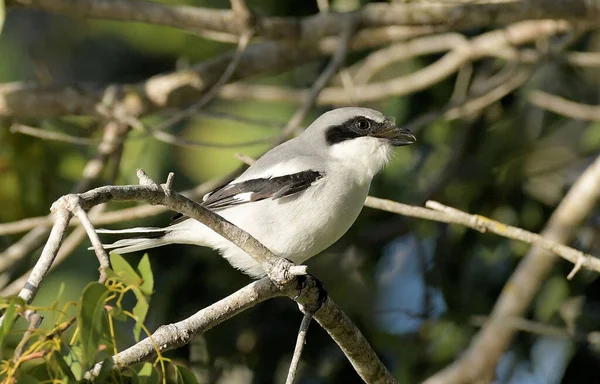 南フロリダのLoggerhead Shrike — ストック写真