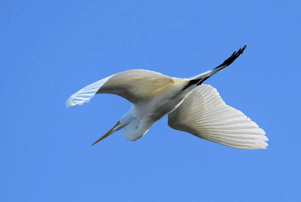 Silberreiher Flug lizenzfreie Stockfotos