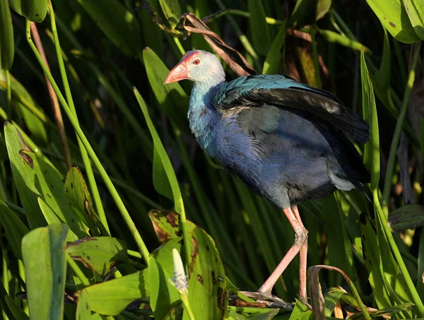 Purple Swamp Hen Bij Vreedzame Wateren Wetlands — Stockfoto