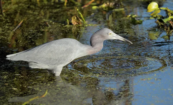 Little Blue Heron Peaceful Waters Wetlands — Stock fotografie