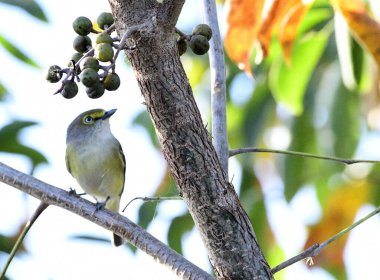 Florida 'da Boyalı Kadın Bunting