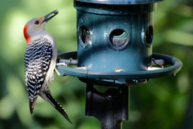 Florida 'da Kırmızı Göbekli Ağaçkakan