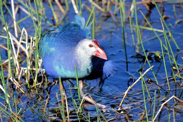 Vrouwelijke Geschilderde Bunting Florida — Stockfoto