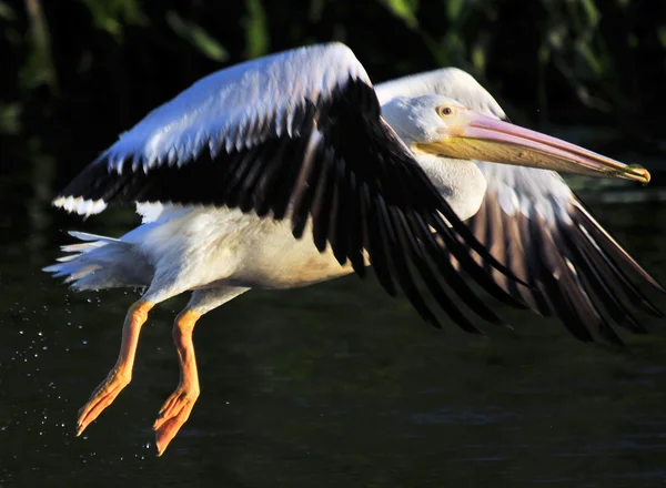 Witte pelikaan — Stockfoto