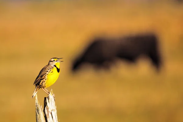 Chiamata al bestiame — Foto Stock