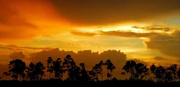 Treeline zachód słońca — Zdjęcie stockowe