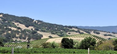 Üzüm bağları haddeleme