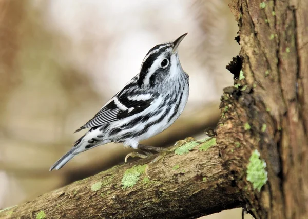 Bianco e nero Warbler — Foto Stock