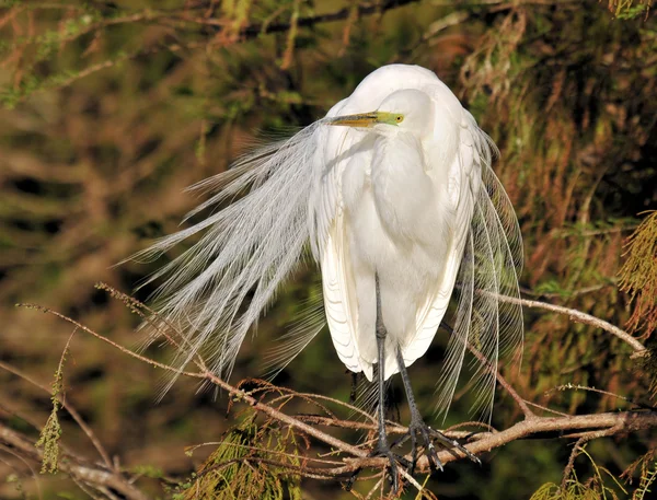 Las plumas de apareamiento — Foto de Stock