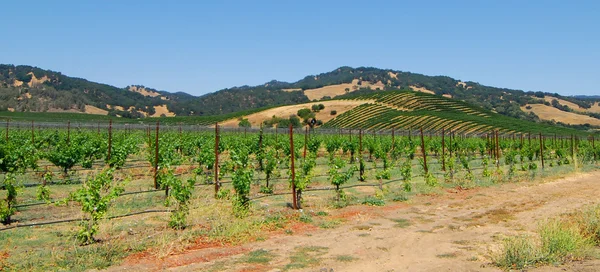 Napa Valley Vinyard — Stock Fotó