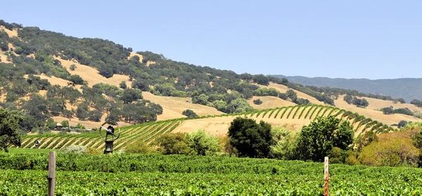 A Napa Valley Vinyards — Stock Fotó