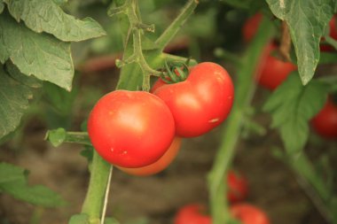 taze organik domates dalında