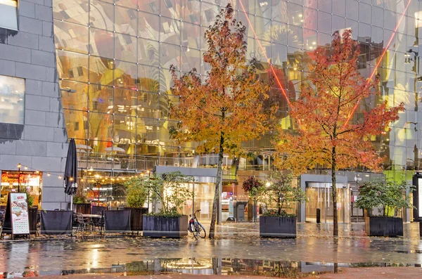 Rotterdam Holandia Października 2020 Dwa Kolorowe Drzewa Gumy Słodkiej Przed — Zdjęcie stockowe