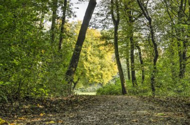 Rotterdam, Hollanda 'daki Schiebroekse Parkı' nın korunmamış bir bölümünden geçen patika, güneşli bir açıklığa çıkıyor.