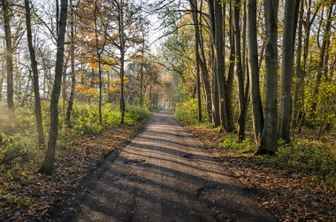 Brienenoord Adası 'ndaki ağaçlar arasındaki toprak yol boyunca Rotterdam, Hollanda' da pitoresk ve sakin bir yer.