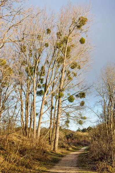 포플러 나무에서 자라는 겨우살이 나무숲이 네덜란드 근처의 — 스톡 사진