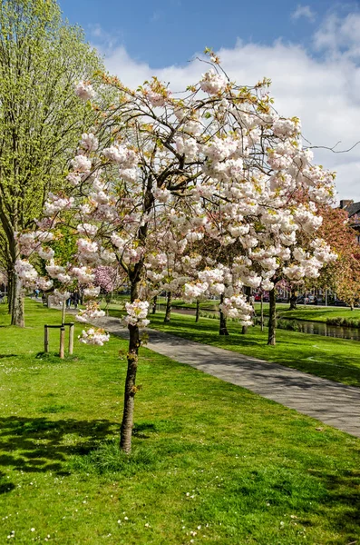 Rotterdam Holandia Kwietnia 2021 Białe Kwitnące Drzewo Śliwkowe Zielonym Pasie — Zdjęcie stockowe