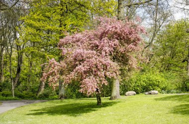 Parkta, Rotterdam, Hollanda 'da güneşli bir günde çimenlikte ağaçların ve çalıların üzerinde pembe çiçek açan budama ağacının olduğu resim sahnesi.