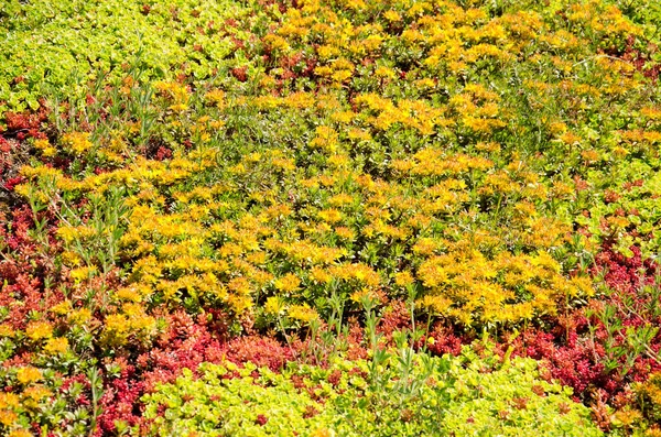 Szczegóły Dachu Wegetacji Żółtymi Roślinami Sedum Otoczonymi Czerwonymi Zielonymi — Zdjęcie stockowe