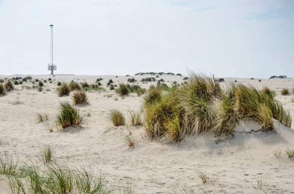 Young Dunes Marram Grass Zandmotor Sand Engine Experimental Beach Nourishment — Stock Photo, Image