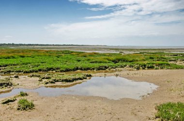 Hollanda, Oostvoorne yakınlarındaki Natura2000 bölgesinde sığ su birikintileri, çamurlu plaj ve alçak bitki örtüsü.