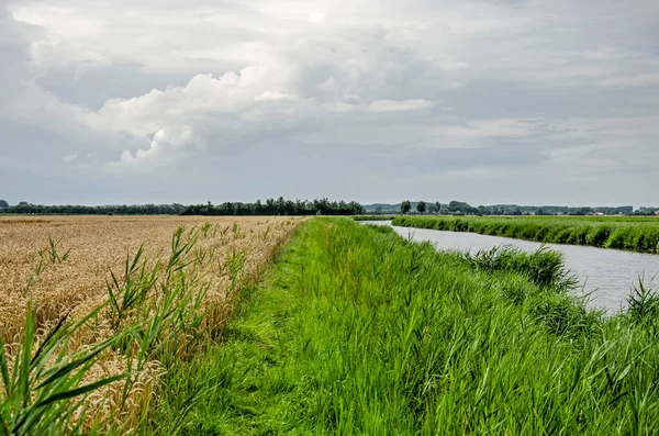 Hollanda, Walcheren adasında sazlıklarla kaplı bir buğday tarlası ile sazlıklar arasında dar bir yürüyüş yolu var.