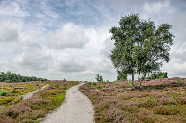 Hollanda 'daki Sallandse Heuvelrug Milli Parkı' ndaki yalnız bir ağaçla fundalık tarlaları arasındaki kum yolu.