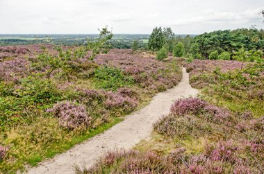 Hollanda 'daki Sallandse Heuvelrug Ulusal Parkı' ndaki alçak tepelerin arasındaki kumlu yol çevresindeki ovalara bakıyor.