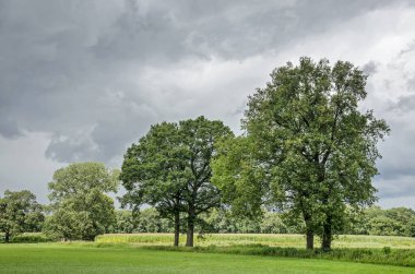 Hollanda, Heino yakınlarındaki yeşil bir arazide bir çayırla bir mısır tarlası arasındaki sıra ağaçlar.