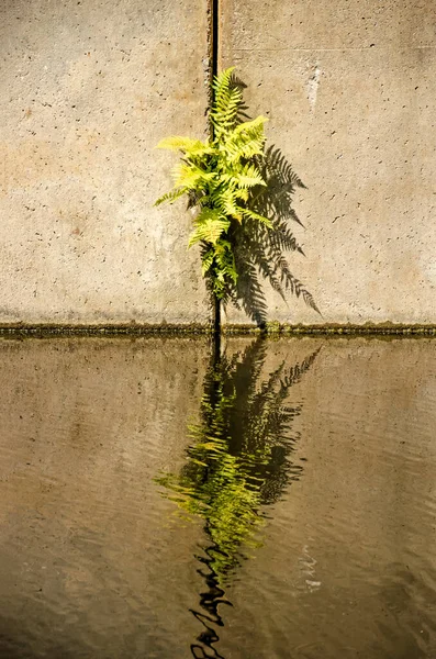 Grupo Samambaias Crescendo Articulação Entre Duas Lajes Concreto Refletindo Corpo — Fotografia de Stock