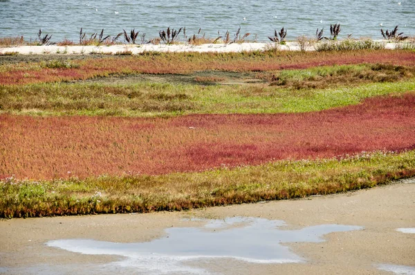 Vegetación Baja Tonos Rojo Verde Así Como Arena Barro Charcos —  Fotos de Stock