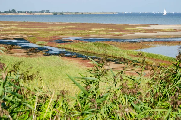 Zicht Riet Naar Zoute Moerassen Aan Zuidelijke Oever Van Het — Stockfoto