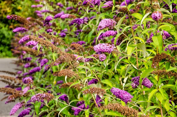 Number Buddleja Davidii Bushes Also Known Butterfly Bushes Purple Flowers — Stock Photo, Image