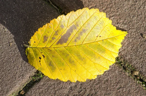 Желтый Лист Бука Темно Коричневой Кирпичной Улице Солнечный День Осенью — стоковое фото