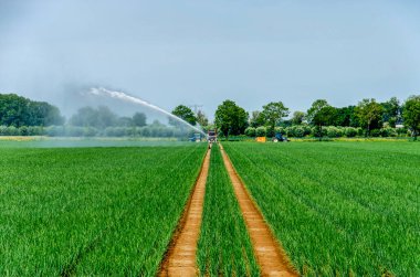 Hank, Hollanda yakınlarındaki soğan tarlasında mekanik sulama devam ediyor.
