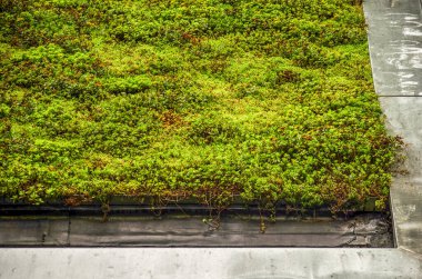 Bitkisel hayata girmiş, yağmurlu bir günde metal bir çerçeve ve oluklarla çevrili bir çatı.