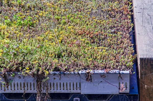 Yeşil, bitkisel bir çatının köşesi, sedum bitkileriyle kaplı ve çelik oluklarla çevrili.