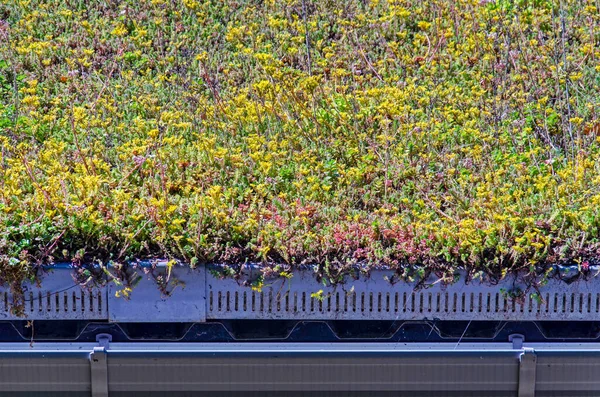 Renkli ve biraz da işlenmemiş çelik oluğu olan sedum çatı.