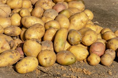 Güneşli bir günde Hollanda 'da bir çiftlikte hasat edilmiş patates yığını.