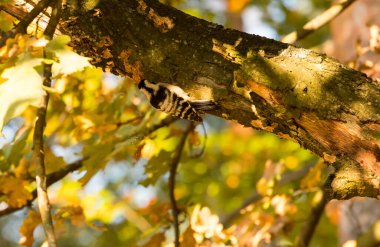 Ağaçkakan ormandaki ağaçta