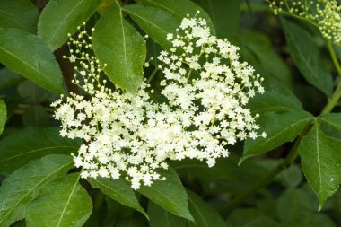 beyaz mürver çiçekleri, Sambucus nigra