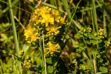 Çayırdaki kokulu sarı çiçekler, St. John 's otu, Hypericum perforatum.