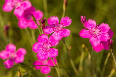 Kır çiçekleri, benekli karanfil, dianthus deltoides