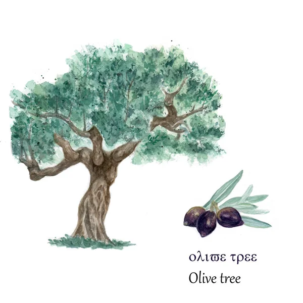 Uliveto Olivo e frutta. illustrazione acquerello. — Foto Stock