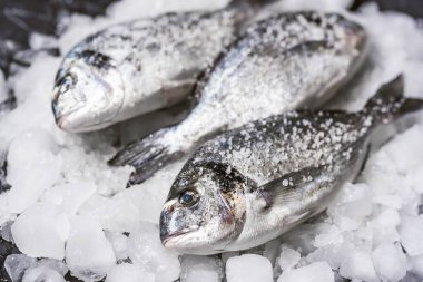 Buzda taze çiğ dorado balığı.