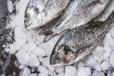 Buzda taze çiğ dorado balığı.