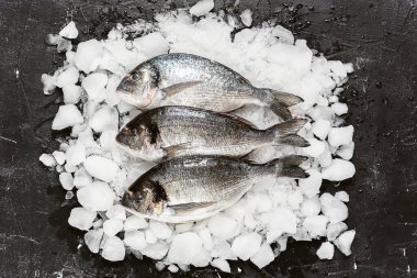 Buzda taze çiğ dorado balığı.