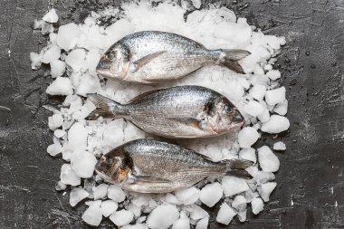 Buzda taze çiğ dorado balığı.