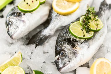 Buzda taze çiğ dorado balığı.